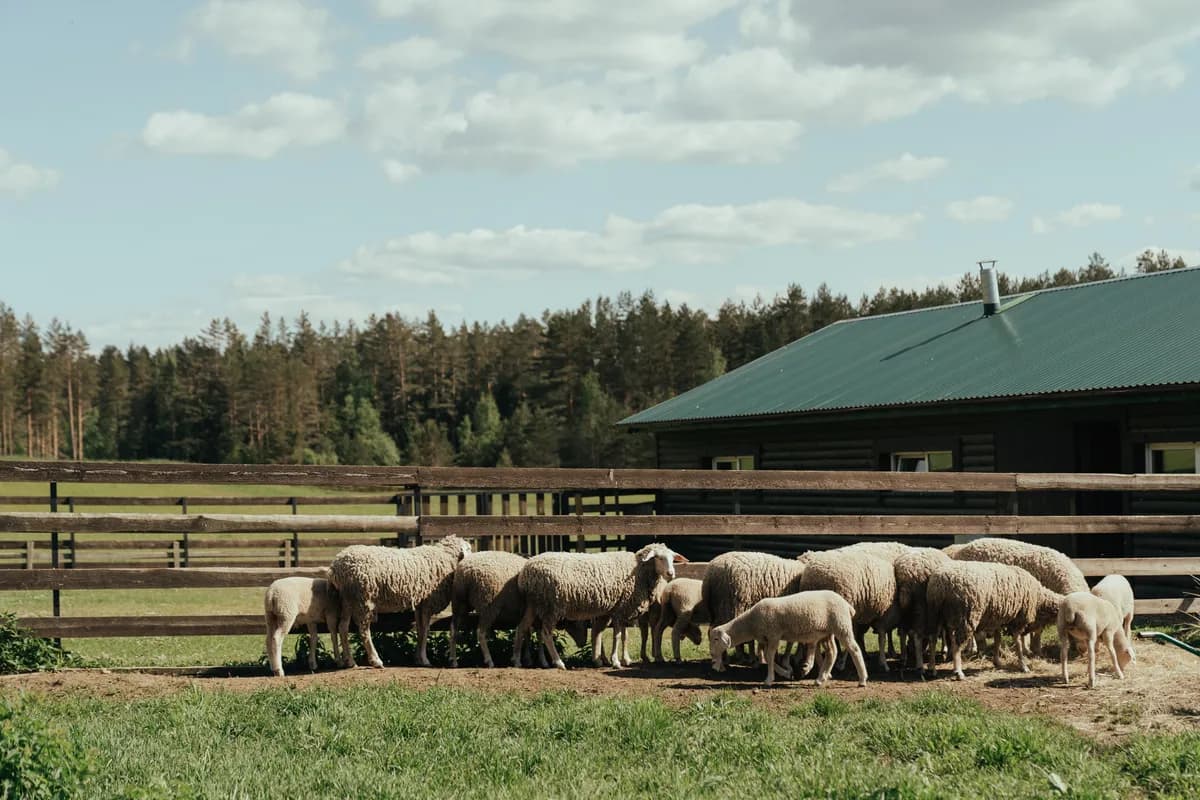 Exemple d'image BookNoFees : des moutons dans un pré clôturé à côté d'une grange