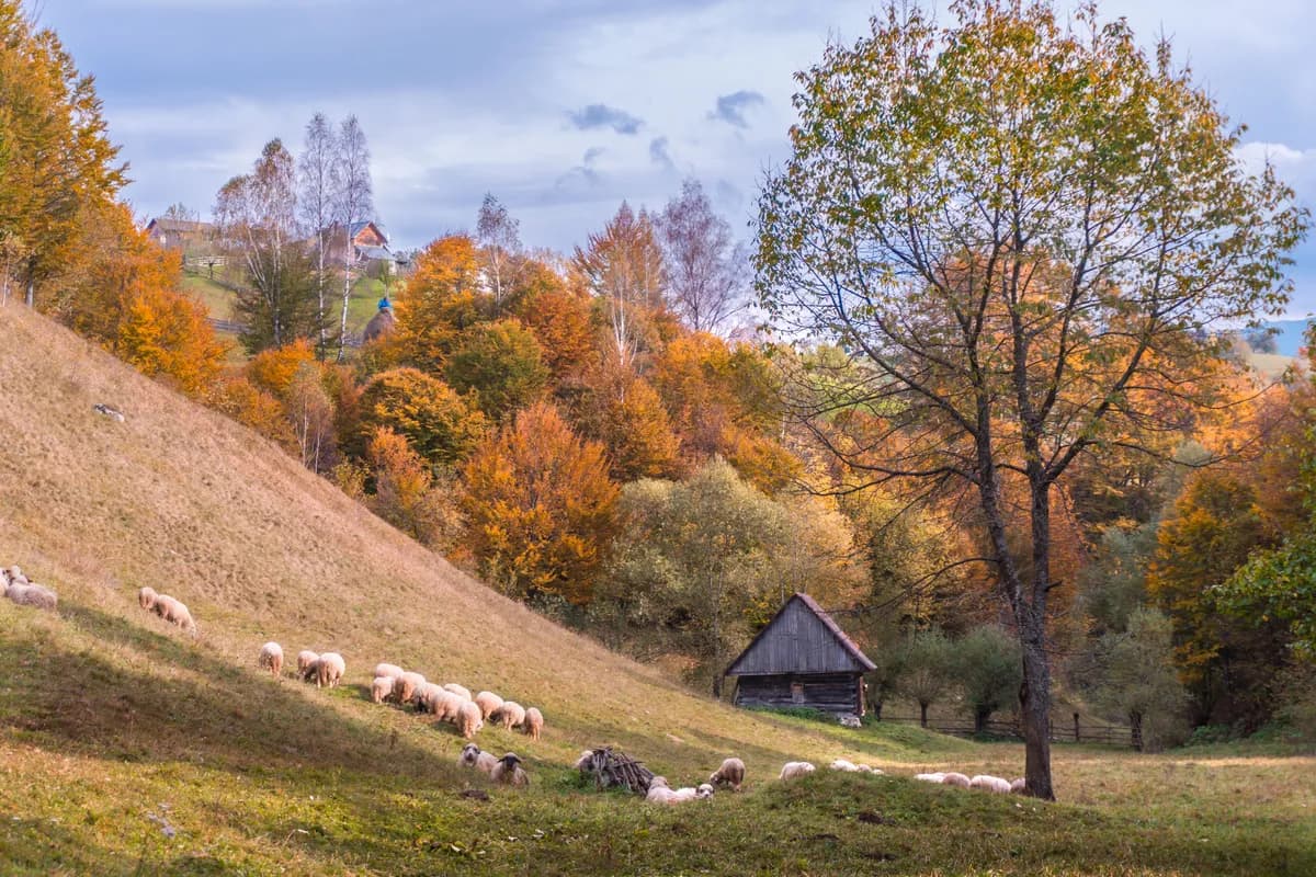 Exemple d'image BookNoFees : des moutons dans un pré au milieu d'arbres aux couleurs d'automne