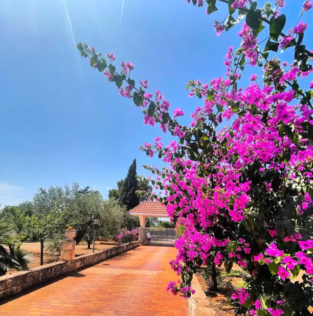 BookNoFees : location de vacances à Castellana Grotte – Une oasis de calme au milieu des oliviers, avec une terrasse privée
