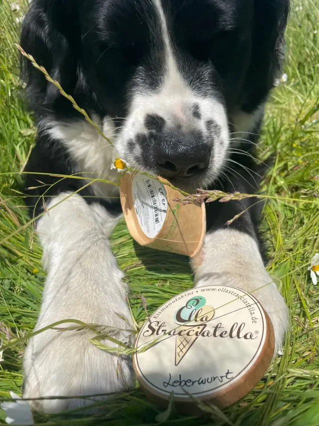 BookNoFees : Glacier – Ella Stracciatella Eismanufaktur – Iserlohn – Ella Stracciatella Eismanufaktur, photo n° 3